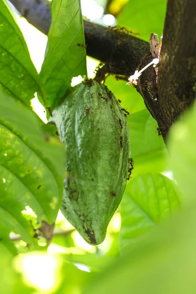 Fruto Cacao Theobroma Cacao Árbol — Foto de Stock