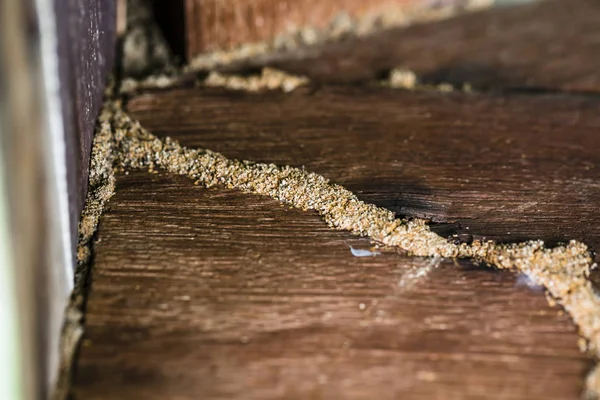 Soldier Termite Soil Eaters — Stock Photo, Image