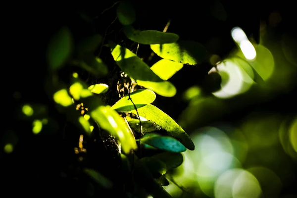 在阳光下的绿叶背景 — 图库照片
