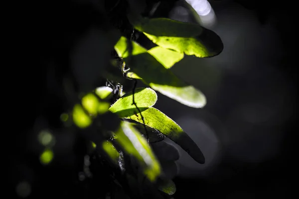 Green Leaf Background Sunlight — Stock Photo, Image