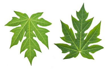 Arkaplan olarak yeşil yaprağın dokusu 