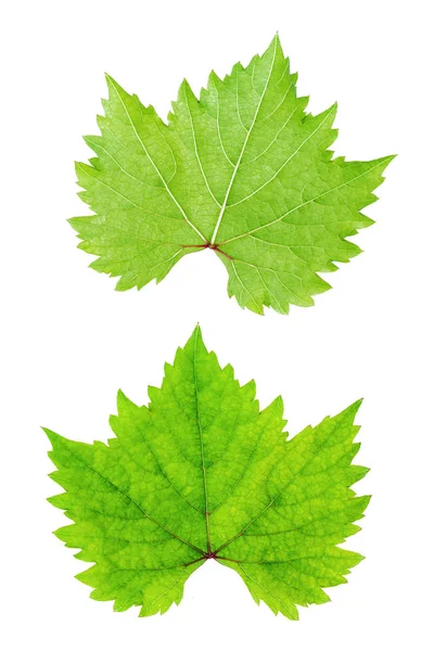 Textura Uma Folha Verde Como Fundo — Fotografia de Stock