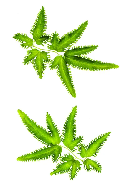 Текстура Зеленого Листа Качестве Фона — стоковое фото