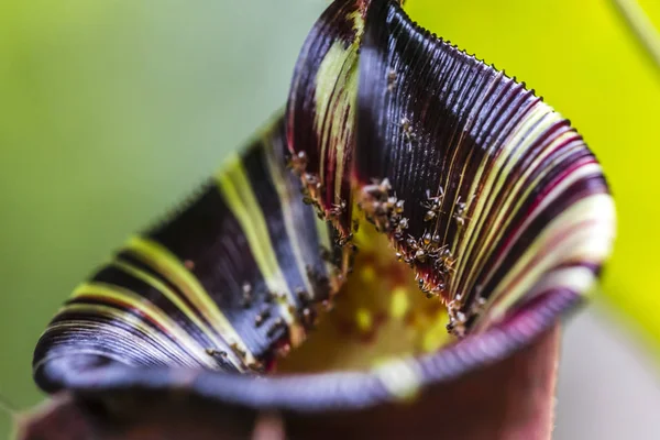 Catch Bag Tropical Insectivorous Plant Nepenthes — Stock Photo, Image