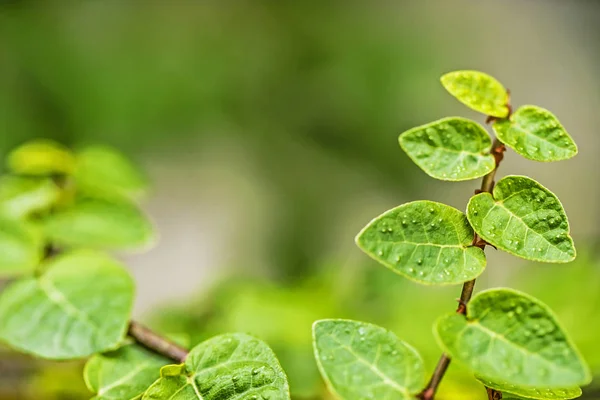 Texture Una Foglia Verde Come Sfondo — Foto Stock