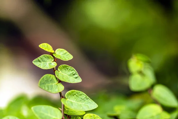 Texture Una Foglia Verde Come Sfondo — Foto Stock