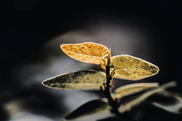 Texture Green Leaf Background — Stock Photo, Image