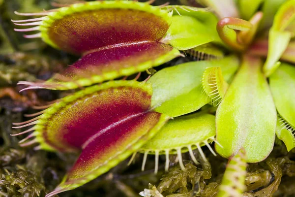 Macro Image Carnivorous Droseaceae Plant — Stock Photo, Image
