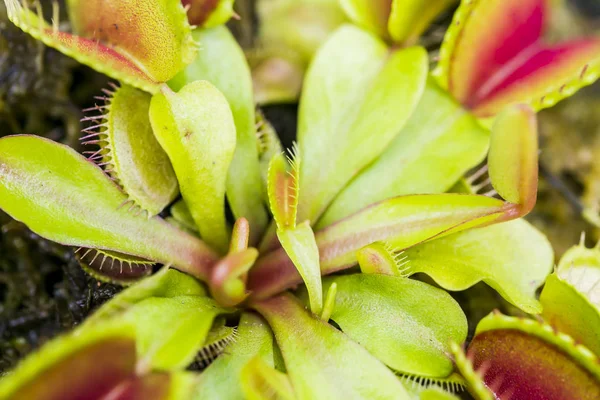 Imagen Macro Una Planta Carnívora Droseaceae — Foto de Stock