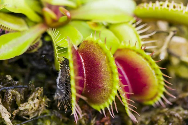 Macro Image Carnivorous Droseaceae Plant — Stock Photo, Image