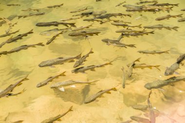Chanthaburi, Tayland Phlio şelale Ulusal Park'ta Mahseer Barb Balık