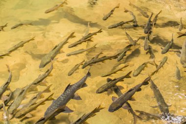 Chanthaburi, Tayland Phlio şelale Ulusal Park'ta Mahseer Barb Balık