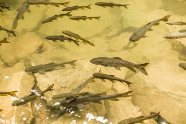 Chanthaburi, Tayland Phlio şelale Ulusal Park'ta Mahseer Barb Balık
