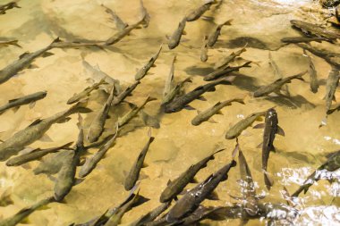 Chanthaburi, Tayland Phlio şelale Ulusal Park'ta Mahseer Barb Balık