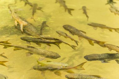 Chanthaburi, Tayland Phlio şelale Ulusal Park'ta Mahseer Barb Balık