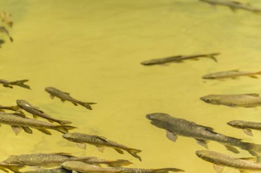 Chanthaburi, Tayland Phlio şelale Ulusal Park'ta Mahseer Barb Balık
