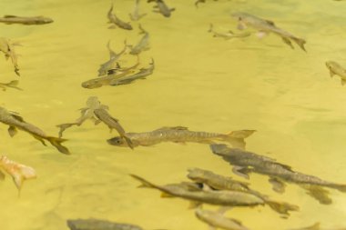 Chanthaburi, Tayland Phlio şelale Ulusal Park'ta Mahseer Barb Balık