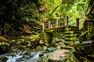 Manzara şelale tropikal ormanlarda. Namtok Phlio Milli Parkı, Chanthaburi Tayland at.