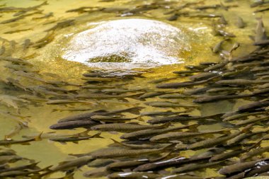 Chanthaburi, Tayland Phlio şelale Ulusal Park'ta Mahseer Barb Balık
