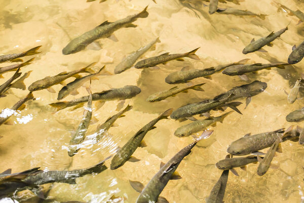 Mahseer Barb fish at Phlio waterfall National Park  in Chanthaburi, Thailand