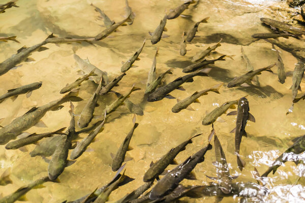 Mahseer Barb fish at Phlio waterfall National Park  in Chanthaburi, Thailand