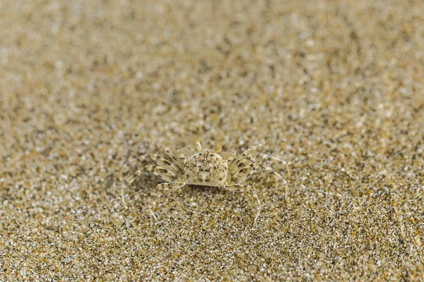 Primer Plano Pequeño Camuflaje Cangrejo Blanco Con Arena — Foto de Stock