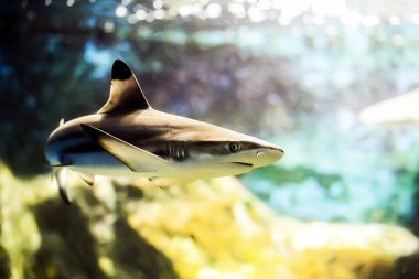 Siyah uçlu resif tropikal mercan resif üzerinde yüzme köpek balığı (Carcharhinus melanopterus).