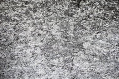 çeşitli taze yeşil kaktüs bitkileri arka plan