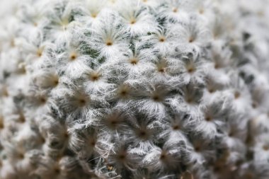 Uzun dikenli küre şeklindeki kaktüsleri kapatın. 