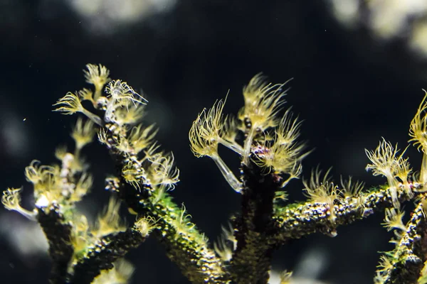 Sea anemones are predatory sea animals