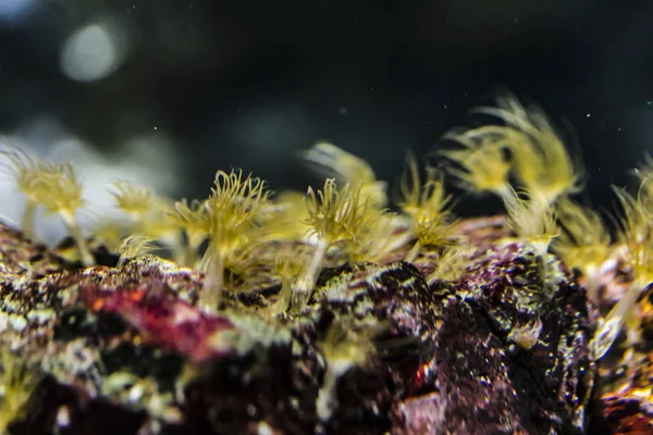 Sea anemones are predatory sea animals