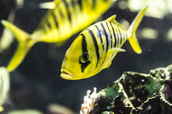 水族館で黄金の歯シマアジ — ストック写真