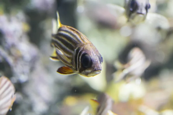 Redcoat Squirrelfish Sargocentron Rubrum — Stok Foto