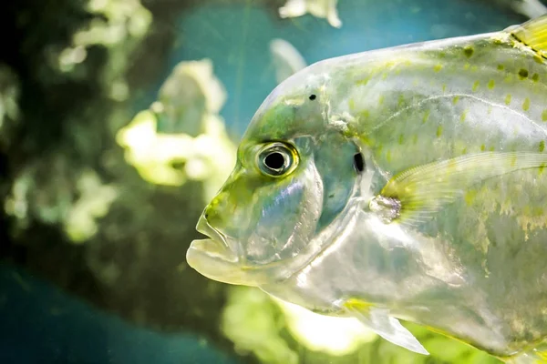水族馆新鲜 Cobblerfish — 图库照片