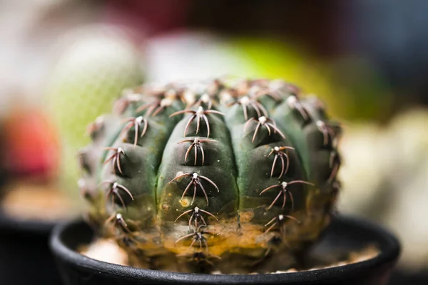 Gros Plan Cactus Forme Globe Avec Longues Épines — Photo