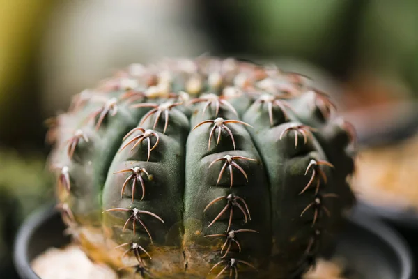 Gros Plan Cactus Forme Globe Avec Longues Épines — Photo