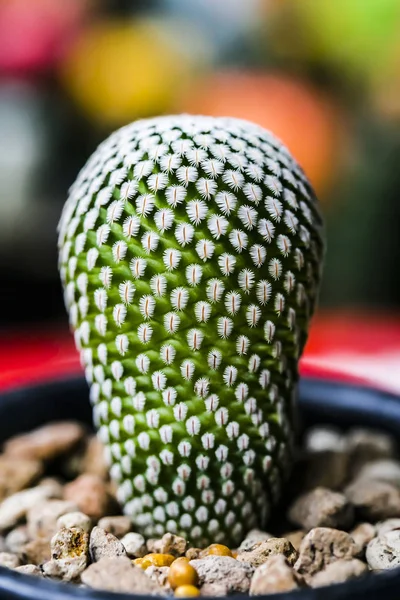 Gros Plan Cactus Forme Globe Avec Longues Épines — Photo