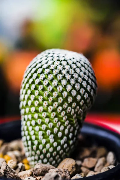 Gros Plan Cactus Forme Globe Avec Longues Épines — Photo