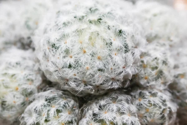 Gros Plan Cactus Forme Globe Avec Longues Épines — Photo