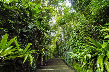 mavi gökyüzü ile renk arkaplan üzerinde eski büyük ağaç