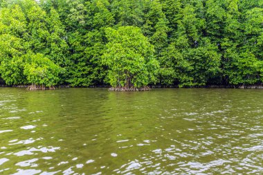 Mangrov ağaçlar deniz boyunca
