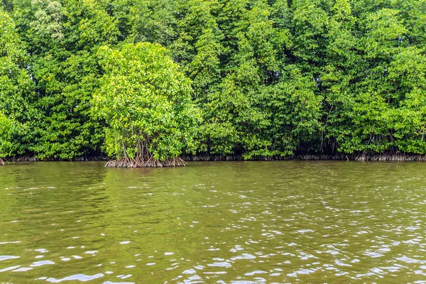 Мангровые Деревья Вдоль Моря — стоковое фото