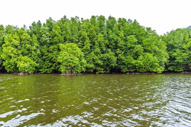 Mangrov ağaçlar deniz boyunca