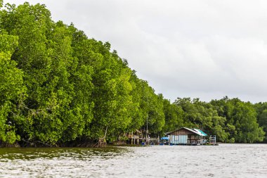 Mangrov ağaçlar deniz boyunca