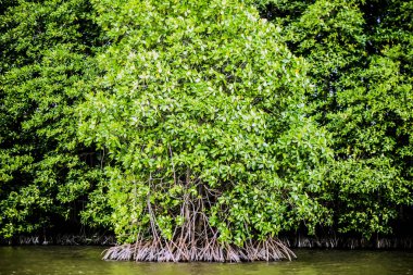 Mangrov ağaçlar deniz boyunca