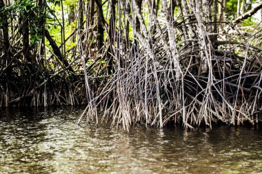 Mangrov ağaçlar deniz boyunca