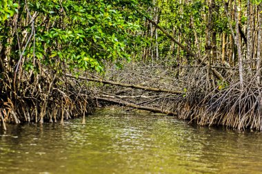 Mangrov ağaçlar deniz boyunca