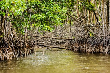 Mangrov ağaçlar deniz boyunca