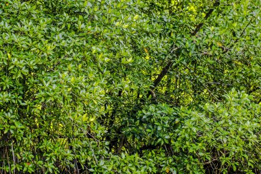 Mangrov ağaçlar deniz boyunca
