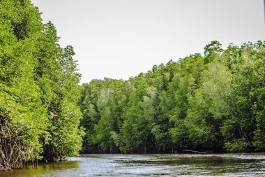 Mangrov ağaçlar deniz boyunca